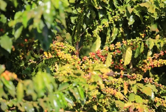 Bioestimulantes impulsionam produtividade na cafeicultura, destaca Sipcam Nichino