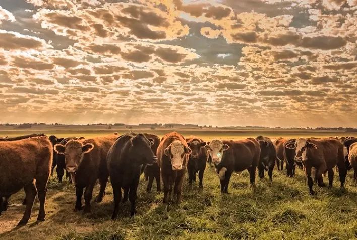 Oferta de animais de parceria pressiona preços do boi gordo no Brasil
