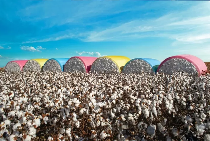 Mercado de algodão segue moderado no Brasil, enquanto custos e exportações preocupam produtores