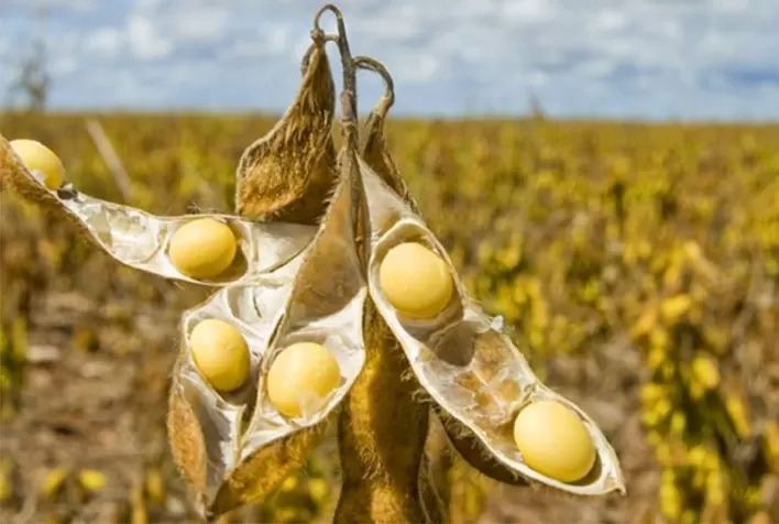 Argentina elimina retenções e pressiona cotações da soja em Chicago; mercado brasileiro segue travado