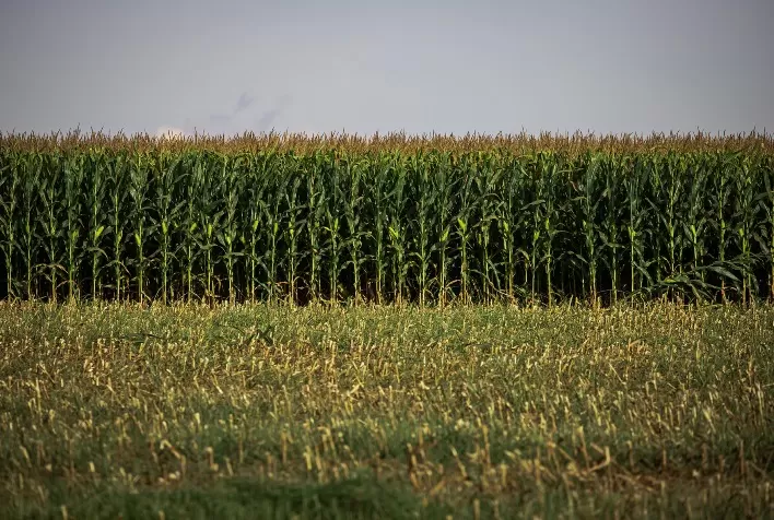 Safra de grãos no Pará cresce 10% em 2024/2025, mas clima preocupa produtores