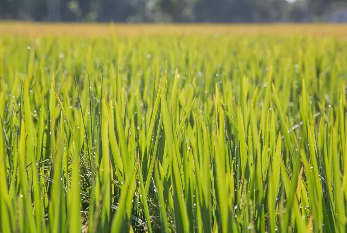 Safra de arroz 2025/26 no RS: Irga registra avanço inicial da semeadura