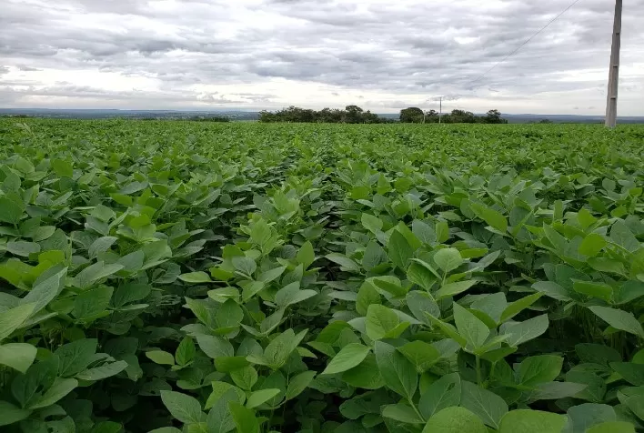 Safra 2025/26 de soja no Tocantins começa com expansão, mas produtores devem redobrar cuidados