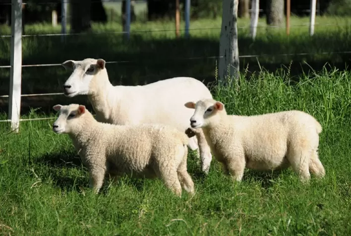 Embrapa desenvolve 'ovelha do futuro' com genética mais produtiva e resistente