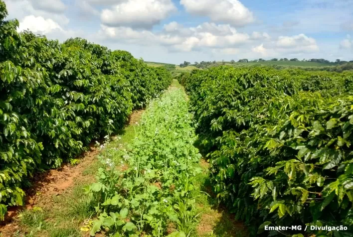 Cecafé e Emater-MG firmam parceria para tornar a cafeicultura mais sustentável