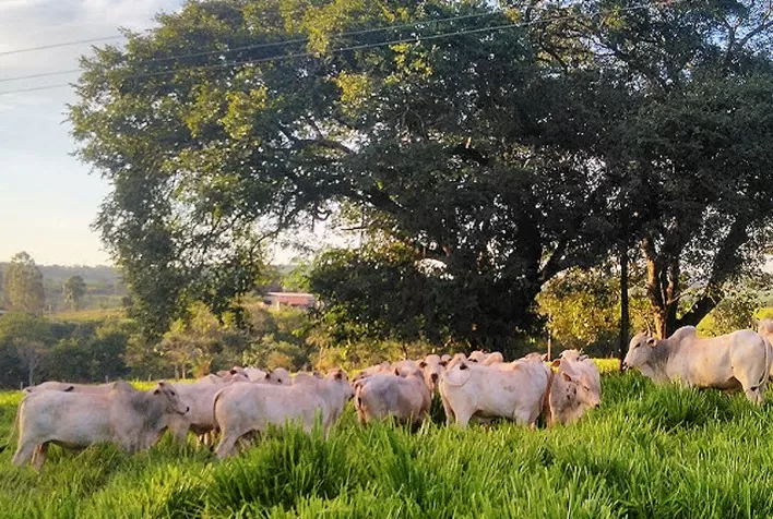Carrapatos e verminoses: prevenção e vacinas fortalecem produtividade na pecuária
