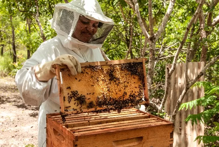 Agrodefesa reforça importância do cadastro de criadores de abelhas em Goiás