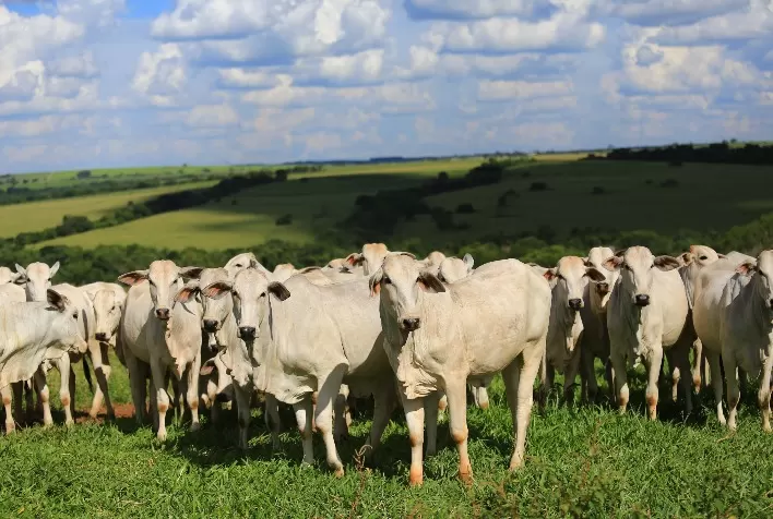 Planejamento nutricional de vacas garante melhores resultados na estação de monta