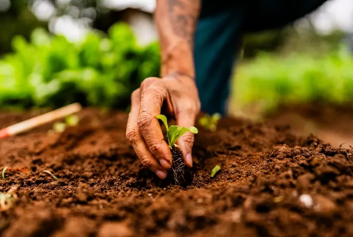 Biofilmes microbianos fortalecem raízes, reduzem doenças do solo e aumentam produtividade