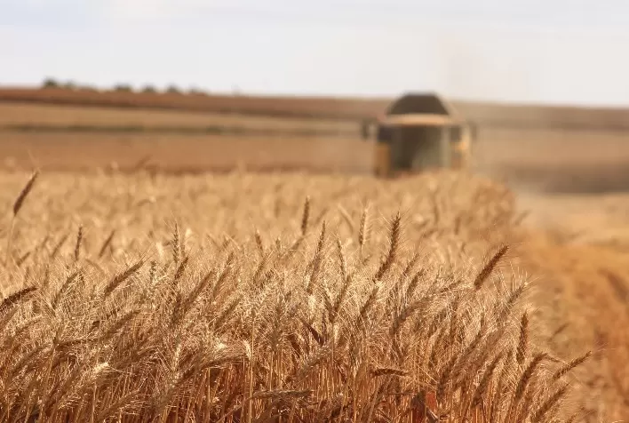 Trigo brasileiro fecha setembro com queda de 5%; Paraná registra maior retração