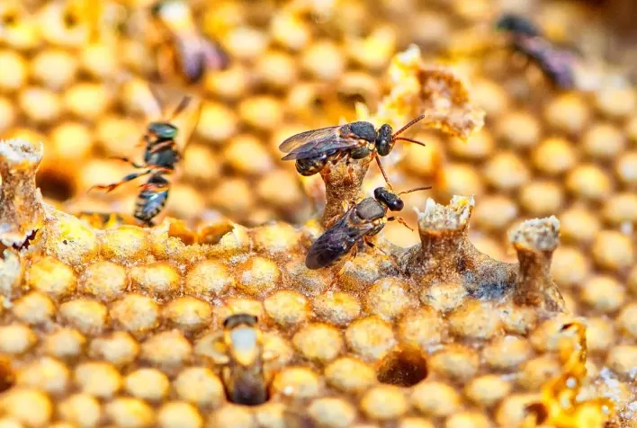 Paraná lidera produção nacional de mel e amplia protagonismo no agronegócio brasileiro