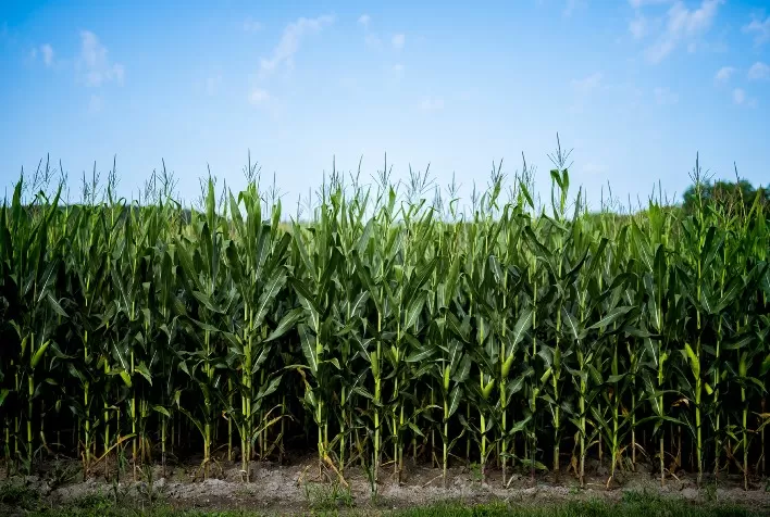 Prevenção e defesa natural aumentam produtividade de soja e milho no Brasil