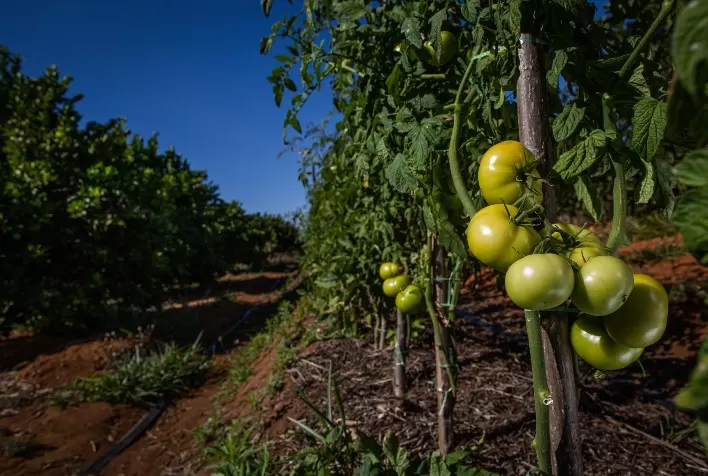 Preços do tomate disparam no atacado com redução da oferta no Brasil