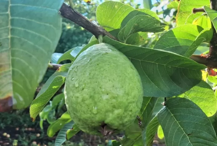Cultivo de goiaba fortalece sucessão familiar e desenvolvimento agroecológico no Centro de Minas Gerais