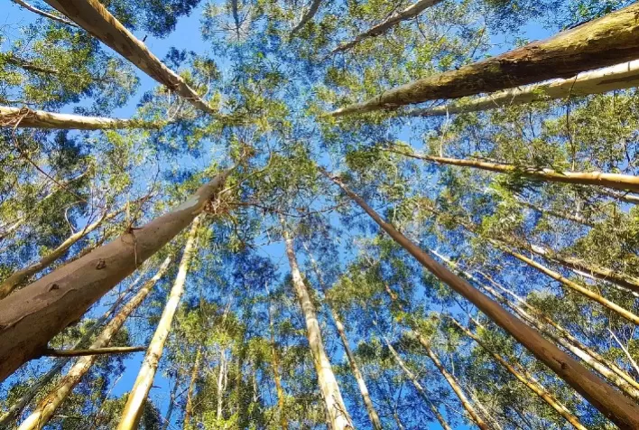 Expedição Silvicultura chega a Lucas do Rio Verde para fortalecer o setor florestal e impulsionar novos investimentos