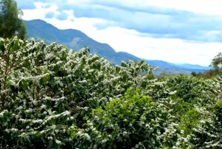 Floração do café arábica anima produtores, mas calor e falta de chuva geram alerta para safra 2026/27