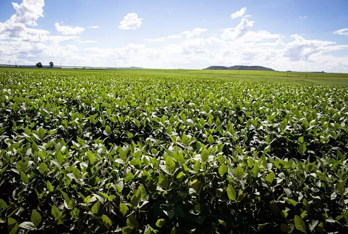 Plantio da soja 2025/2026 avança pelo Brasil após fim do vazio sanitário