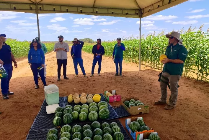 Evento em Mossoró (RN) reuniu produtores e distribuidores para apresentar novas variedades voltadas à exportação e demandas do mercado internacional.