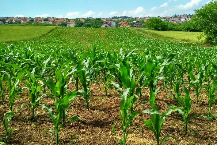 Milho se consolida como protagonista do agronegócio brasileiro com produtividade recorde