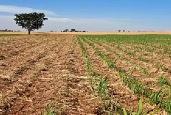 Irrigação surge como estratégia para minimizar impactos das queimadas nos canaviais