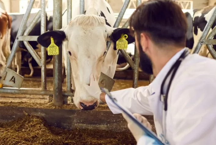 Veterinários impulsionam a nutrição animal e levam o agro à era da precisão