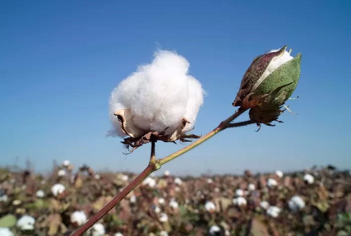 Brasil fortalece aliança global para promover algodão natural durante ICA Trade Event 2025