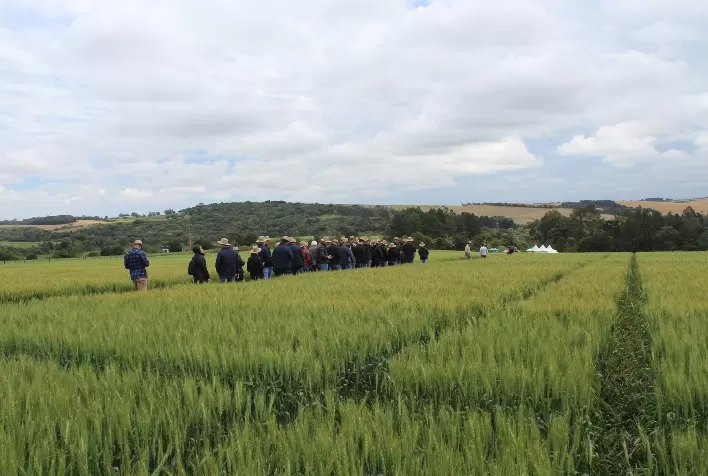 Indústria e campo reforçam otimismo para safra de trigo gaúcho 2025 durante Giro Abitrigo