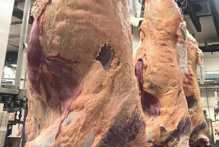 Mato Grosso registra recorde histórico no abate de novilhos e mantém firmeza nos preços do boi gordo