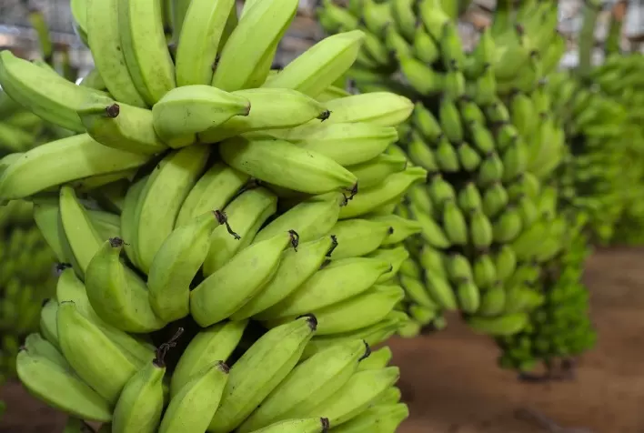 Emater-MG promove Circuito Frutificaminas e discute produção de banana no Sul de Minas