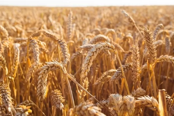 Trigo importado atinge menor preço em quatro anos e pressiona mercado nacional
