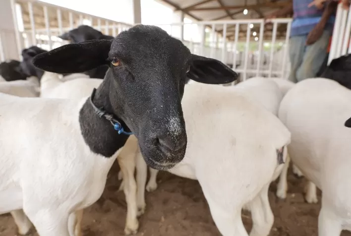 Bahia lidera criação de ovinos e caprinos no Brasil pelo terceiro ano seguido e celebra expansão do setor