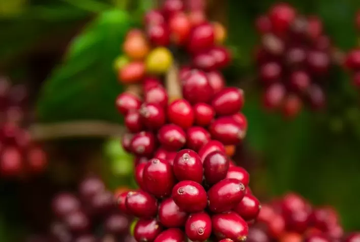 Café Arábica e Robusta sobem com clima seco no Brasil e estoques globais baixos