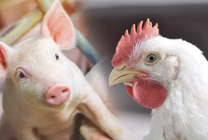 Custos de produção de suínos e frangos sobem em setembro, aponta Embrapa