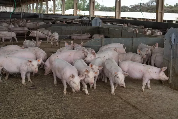 Suinocultores de SP vivem melhor poder de compra de farelo de soja em mais de 20 anos, aponta Cepea