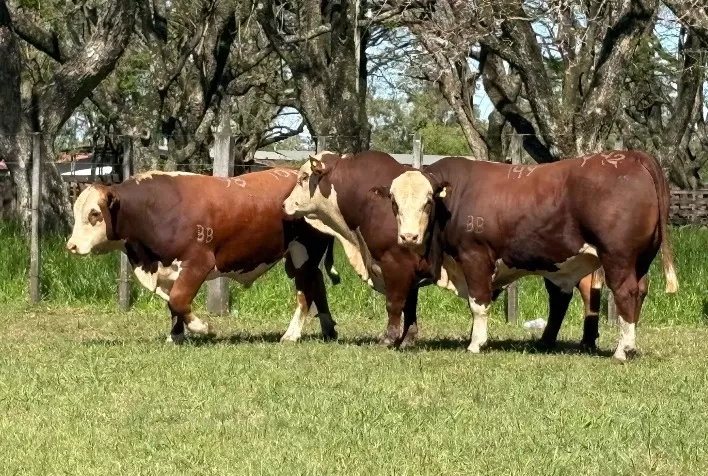 Hereford e Braford brilham na 83ª Expofeira de Alegrete com genética de alta qualidade e funcionalidade