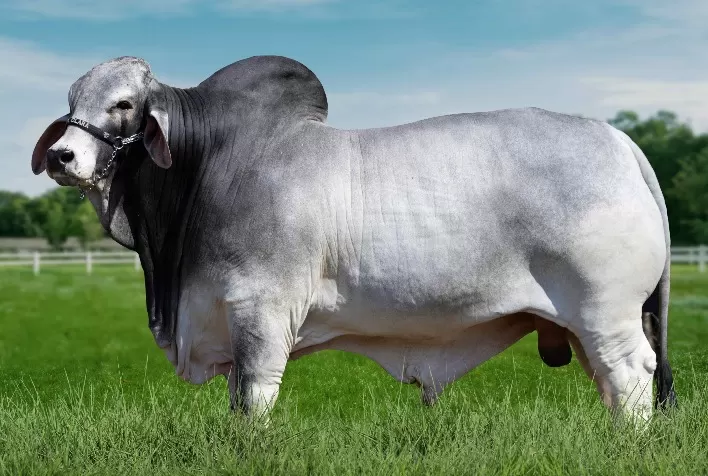 Touro Brahman bate recorde de qualidade de carcaça no Brasil
