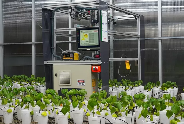 LumiBot: robô pioneiro usa luz para diagnóstico precoce de doenças em algodão e soja