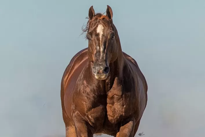 Filhos do lendário garanhão POP Superhorse serão leiloados em Jaguariúna