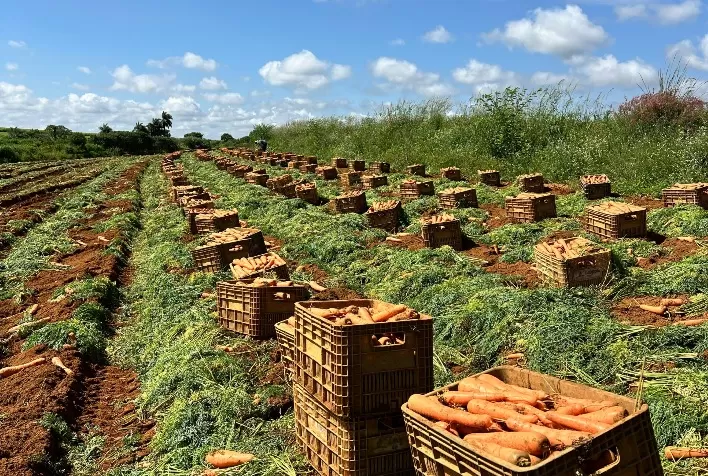 Cenoura híbrida Solar F1 transforma desafios do verão em oportunidades para produtores brasileiros