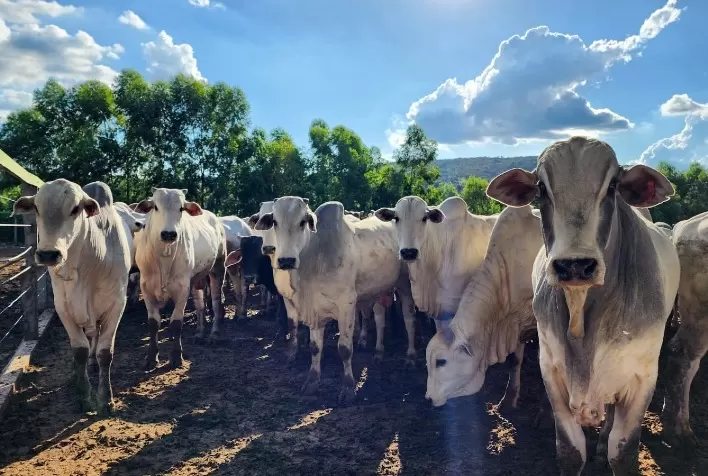 Preços do boi gordo avançam no Brasil com aproximação da alta demanda de final de ano