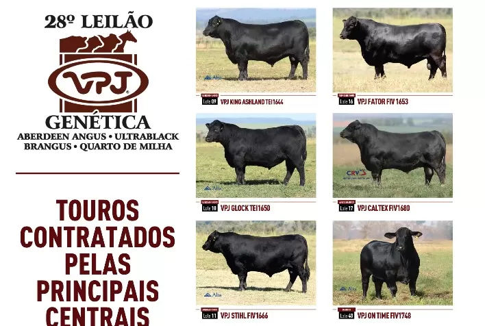 28º Leilão VPJ Genética transforma touros em ativos biológicos com fluxo de royalties