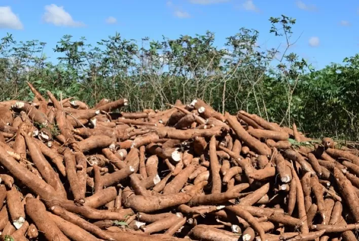Preços da mandioca sobem com oferta limitada, enquanto derivados apresentam dinâmica mista, aponta Cepea