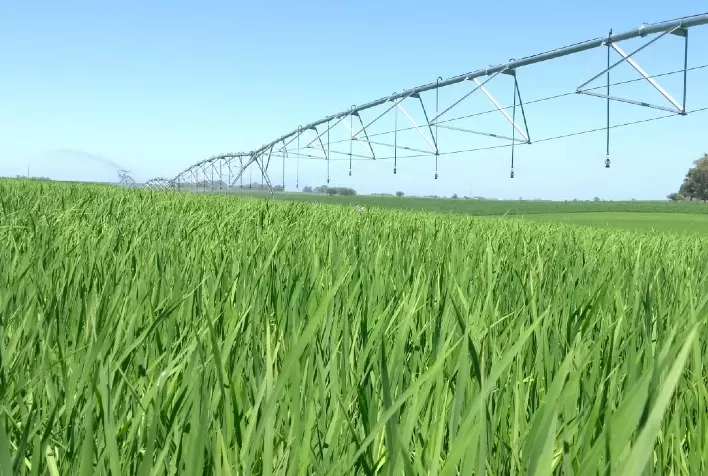 Maranhão mantém 4,5 mil hectares de arroz irrigado; colheita começa em outubro