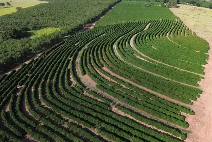Café da Nova Alta Paulista conquista selo de Indicação Geográfica e ganha destaque no mercado