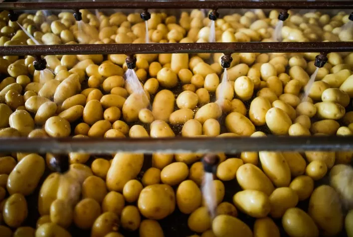 Chuvas e fim da safra de inverno impulsionam alta nos preços da batata nos principais mercados