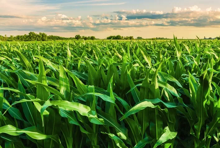 Custo do milho em Mato Grosso aumenta e produtores ainda não recuperam todos os gastos