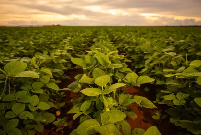 Eficiência nutricional das plantas: como aquaporinas aumentam produtividade de soja e milho