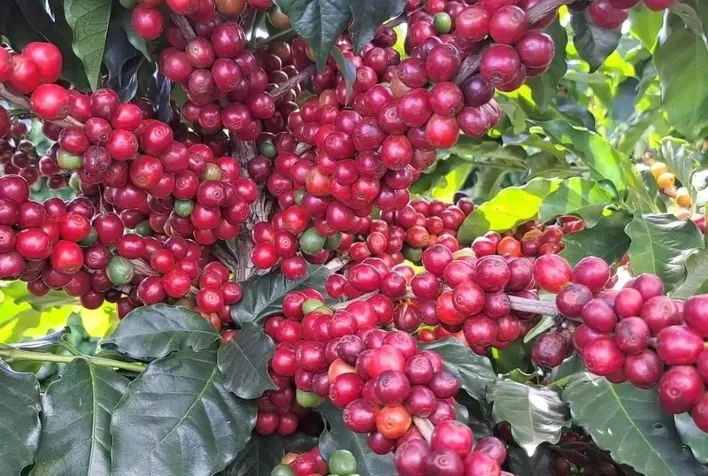 Broca-do-café ameaça produtividade e exige manejo integrado com tecnologias avançadas