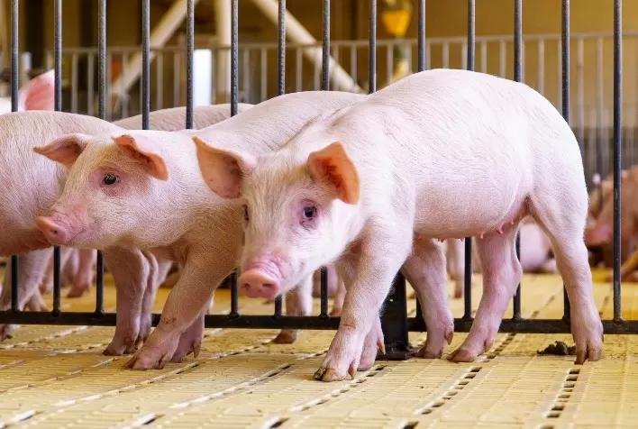 Mitos e verdades sobre imunidade e vacinação na suinocultura: guia para produtores