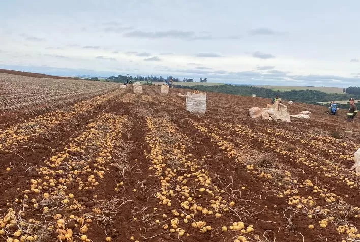 Safra de batata em Cristalina (GO) deve ser finalizada até outubro com boa produtividade